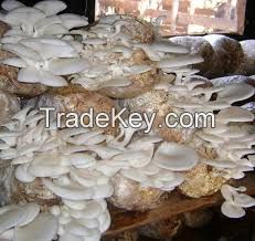 DRY AND FRESH OYSTER MUSHROOMS FOR SALE