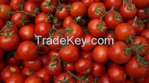 TOMATOES FOR SALE