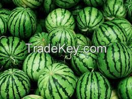 WATER MELONS FOR SALE