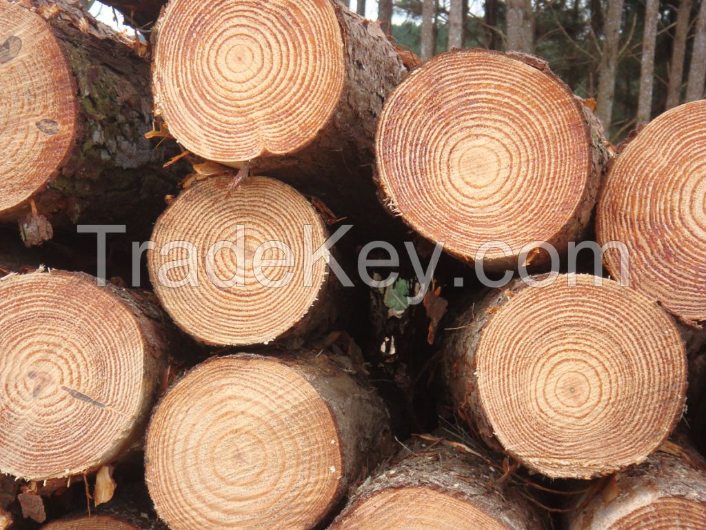 Round Pine Wood Logs Timber