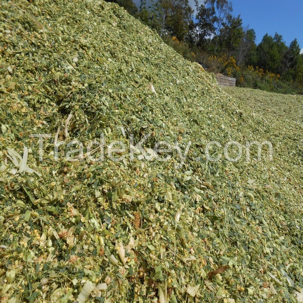 Corn Silage