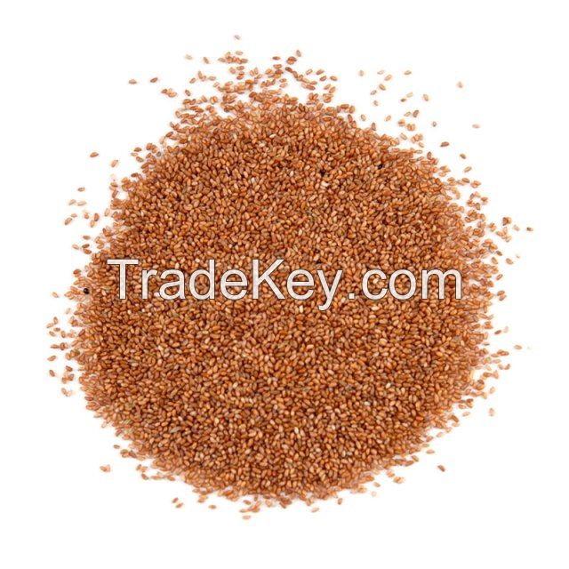 Teff seeds