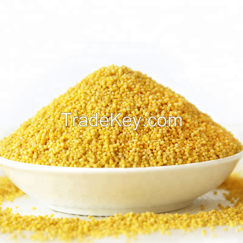 yellow pearl millet on sale