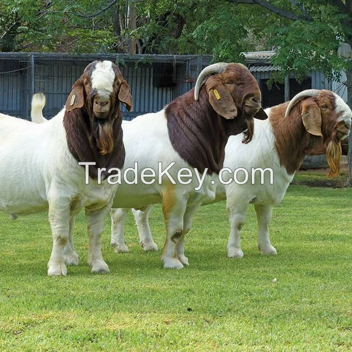 Full Blood Boer Goats For Sale/farm goats/saanen