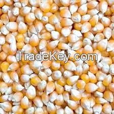 Yellow corn