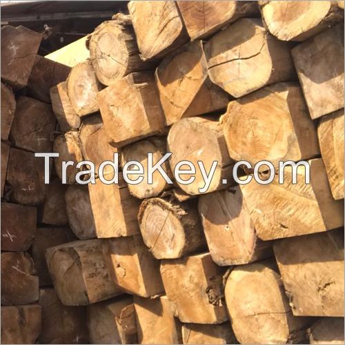 Teak Logs - Furniture Grade - Fresh Harvest
