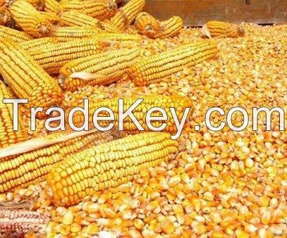 Yellow Corn for Animal Feed