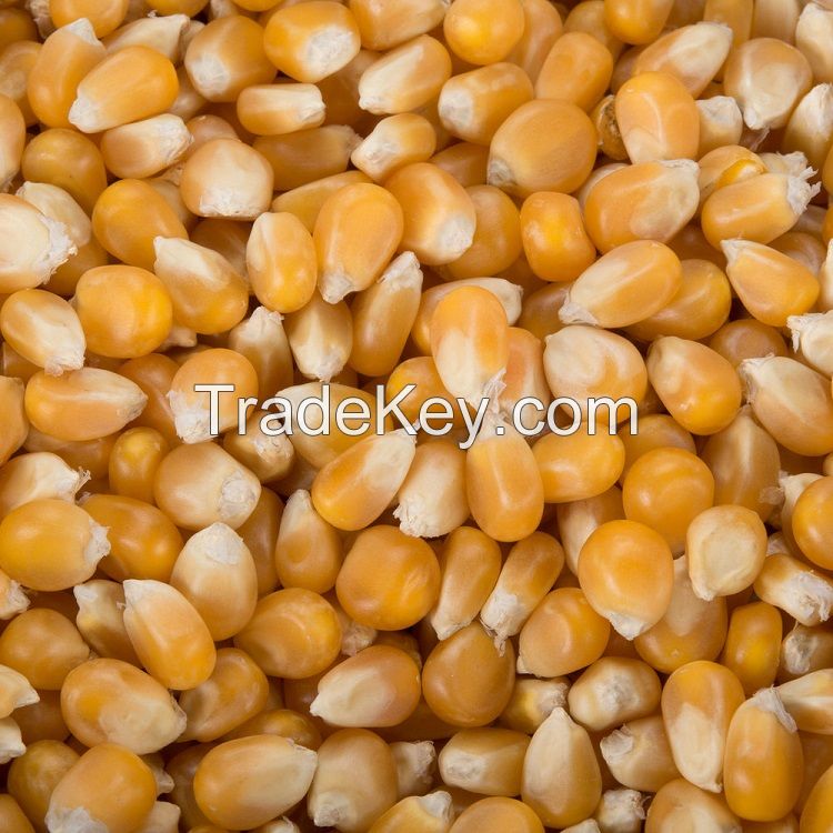 Mushroom popcorn kernels - Yellow Popcorn Kernels