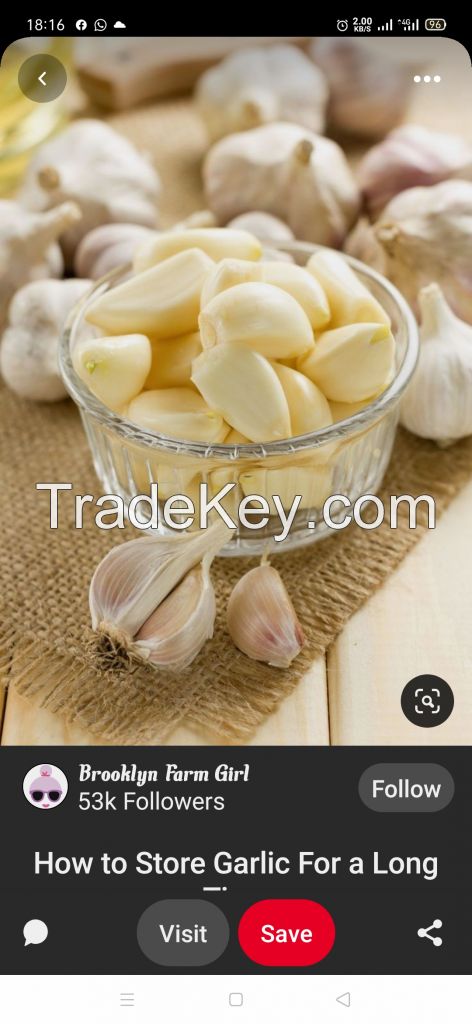 Garlic