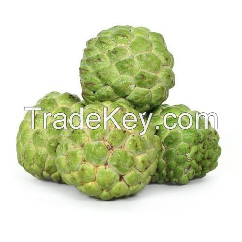 Fresh Custard Apple with high quality and best price