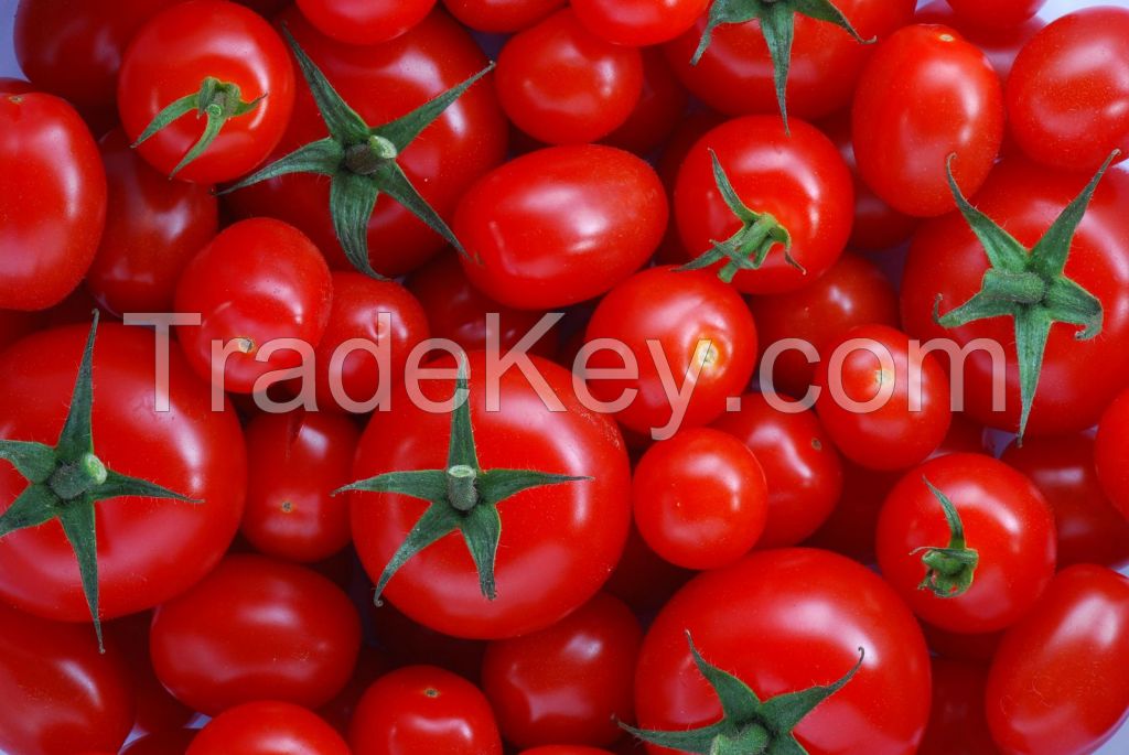 Fresh organic tomatoes, 