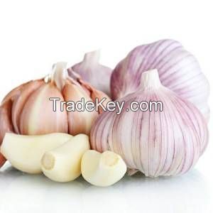 garlic