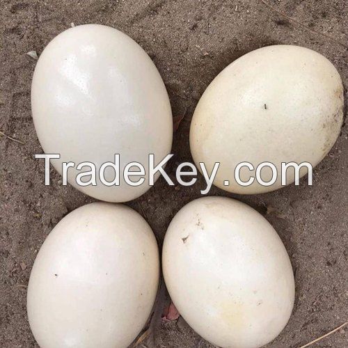 Ostrich eggs