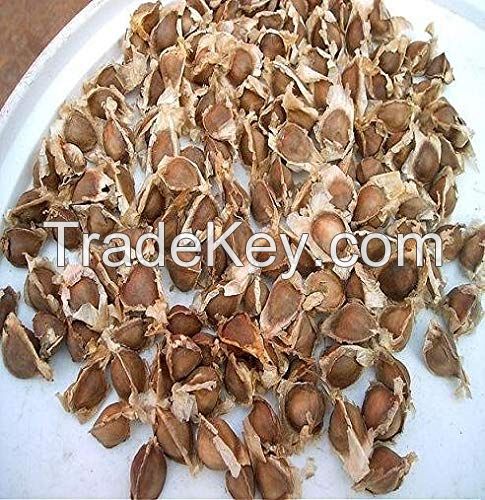 Moringa Seeds