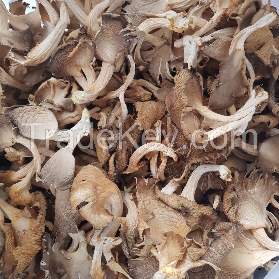 Dried Oyster, Dried Abalone Mushroom (pleurotus ostreatus)