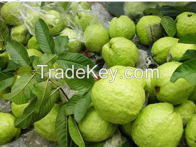 HIGH QUALITY GUAVA FROM VIET NAM
