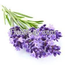 Pure Essential Oil Lavandin Grosso herb obtained by Water Steam Distillation. Cosmetic use