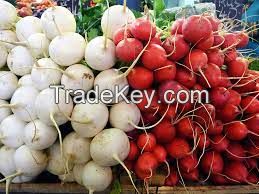 Quality chinese fresh white radish / crispy turnip vegetable supply