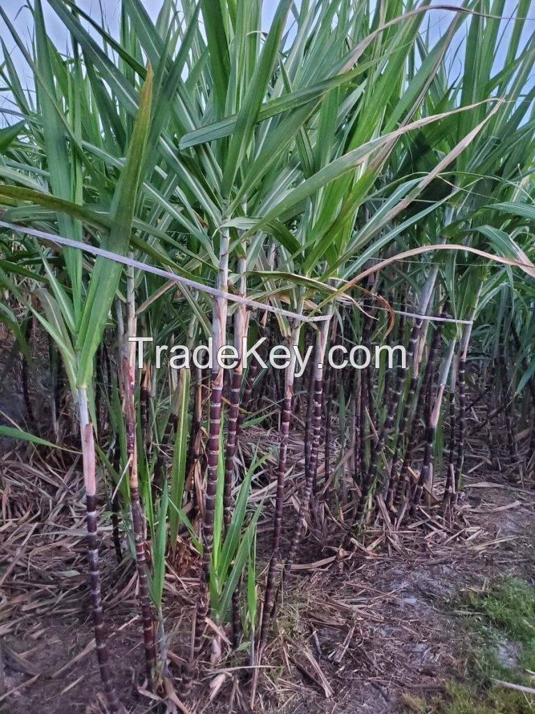 SUGAR CANE STICK NATURAL ROOT BEVERAGE HEALTH