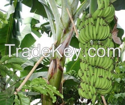 Hot Sales Fresh Cavendish Banana from Vietnam with High Quality