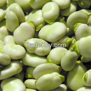 FAVA BROAD BEANS