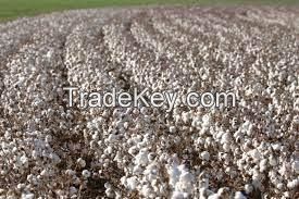 Premuim Quality Cotton Seed