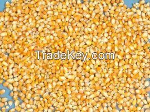 Yellow Corn/Maize for Animal Feed From South Africa