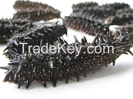 Dried Sea Cucumber for sale