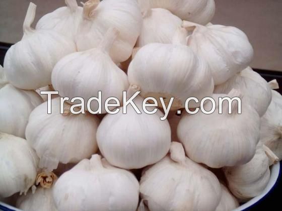 Garlic/ Fresh Garlic/Wholesale High Quality Fresh Garlic