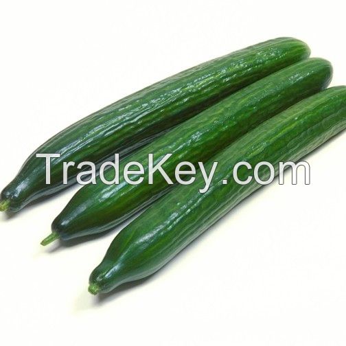 Fresh Cucumber/ Fresh Vegetable Cucumber Organic Wholesale High Quality Healthy Fresh Cucumber