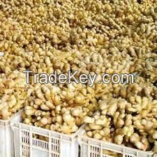 Fresh Ginger for Sale