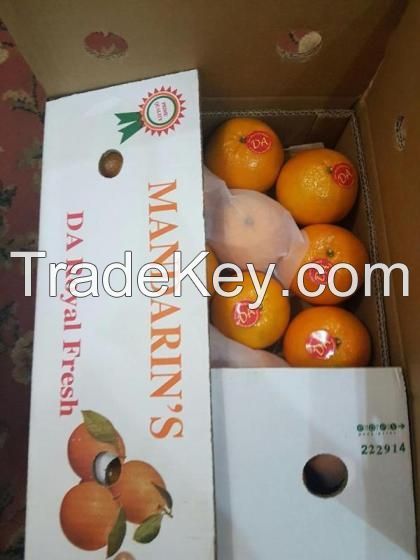 Wholesale Fresh Orange / Fresh Fruit / Valencia Oranges / Sweet Naval Oranges