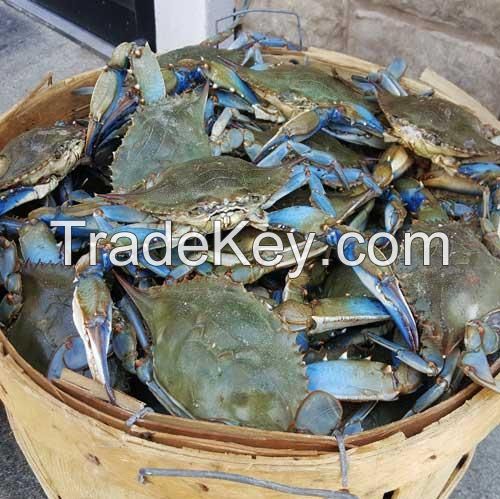 Hot Sale Live Mud Crabs, Blue Crabs, King Crabs /Live Seafood/ Frozen King Crab