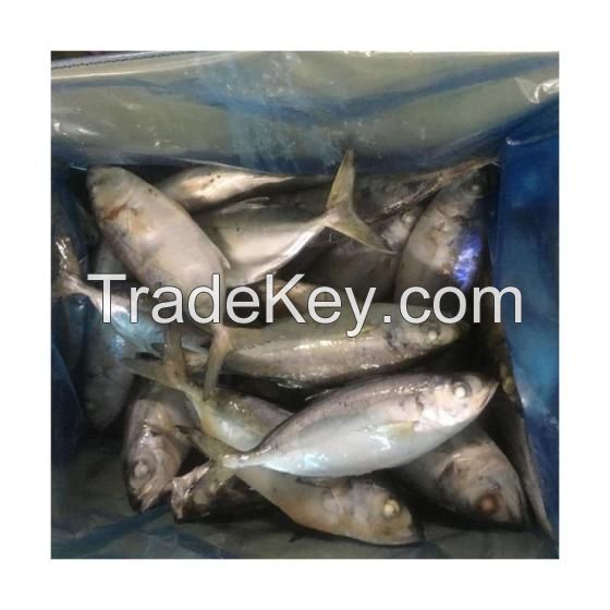 Frozen Horse Mackerel Fish Whole Round / Freshness Horse Mackerel (Trachurus Japonicus) Fish