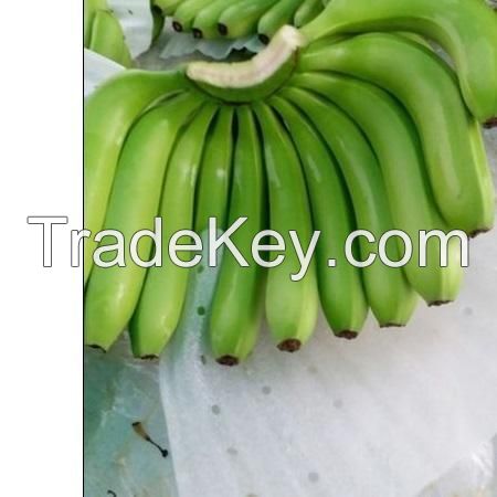 Green Cavendish Banana , FRESH SWEET CAVENDISH BANANAS for SALE 2022 with BEST PRICE and HIGH QUALIT