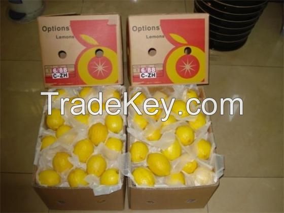 Wholesale High Quality Fresh Eureka Lemon Fresh Citrus Fruit for Sale