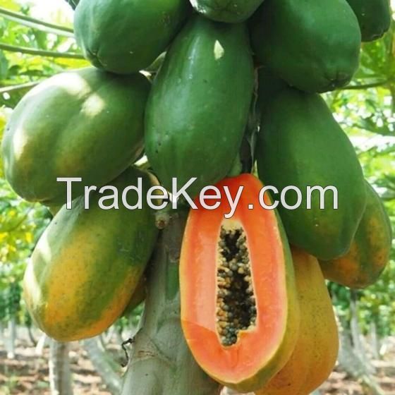 Red Fresh Papaya Fruit Supplier From South Africa Sweet Style Color Weight Natural 20 - 50% Maturity