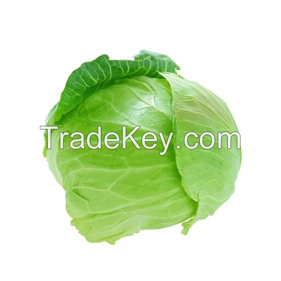 Bulk Organic Green Round Fresh Vegetables Cabbage