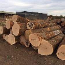 OAK SAWN LOGS, 40+ CM DIAMETER