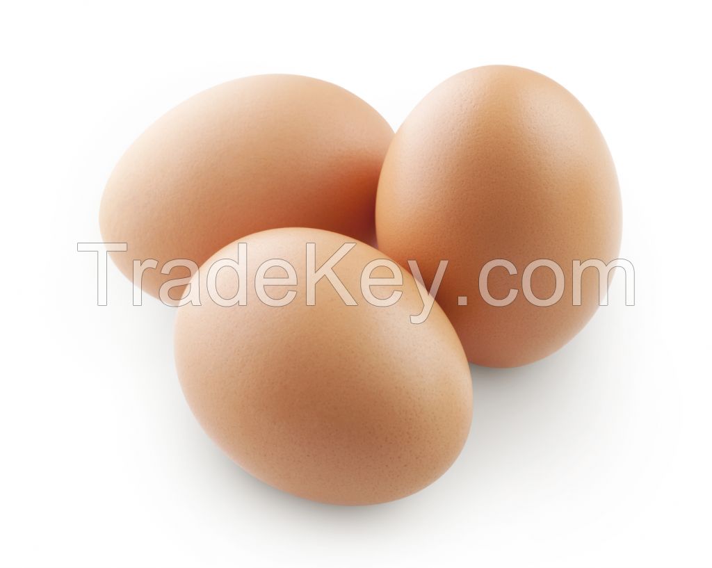 White Fresh Chicken Table Eggs/ Artificial Ostrich Eggs For Sale