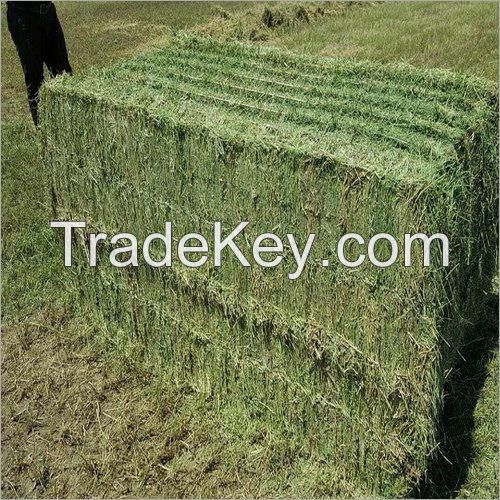 Alfafa Hay/Buy Alfafa Hay/Alfafa Hay, Alfalfa Hay with High Protein for Animal Feeding