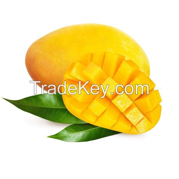 Be a supplier of Fresh Cat Chu Mango From Vietnam (HuuNghi Fruit)