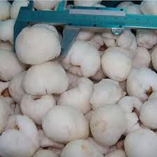 Frozen Lychee From Vietnam Good for Health Sells with Competitive Price (HuuNghi Fruit)