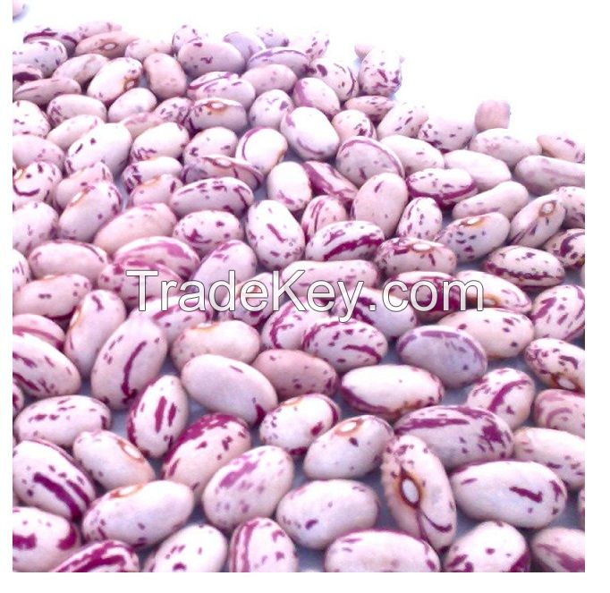 Dried pinto light spackled kidney beans
