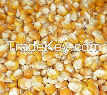 yellow corn Animal feed  Dried ready for Export