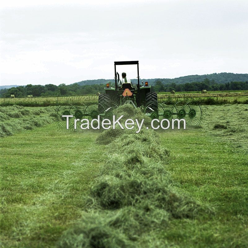 Top Quality Alfafa Hay for Animal Feeding Stuff Alfalfa / Timothy / Alfalfa