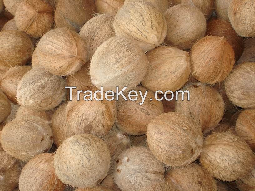 Indian Fresh Semi Husked Coconut