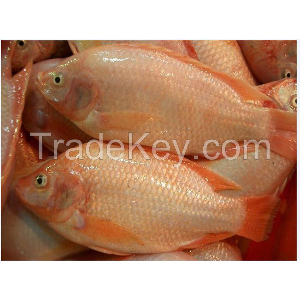 Seafood Fresh Frozen Red Tilapia Fish Red Snapper Tilapia Fish