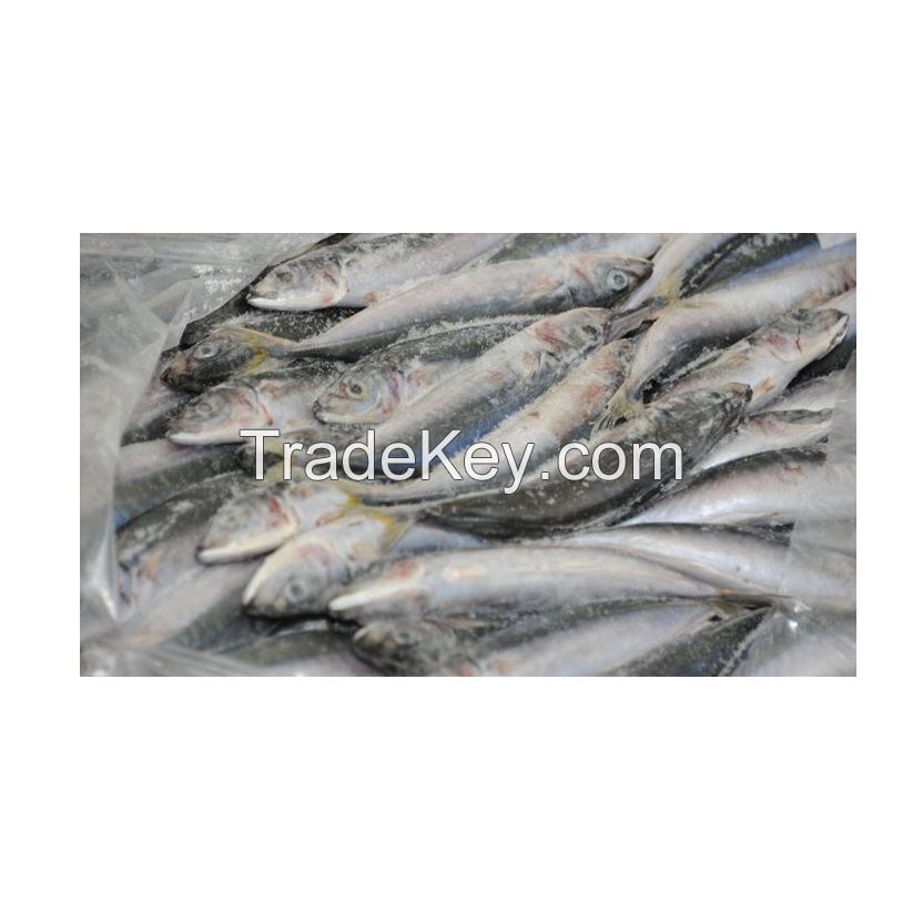 Frozen Fresh Sardine fish Seafood Wholesale Price 100% Exportable Top Quality