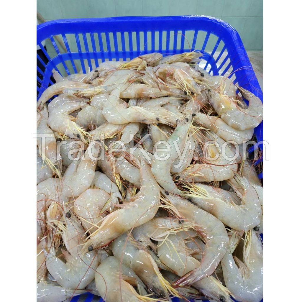 Hot Selling Fresh Seafood Trammel Net (26-30 pcs/kg) Semi-IQF 1 kg/box Frozen White Shrimp